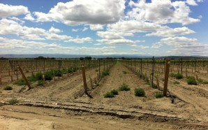 Vineyard_Planting