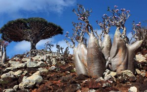 Yemen Tuesdays: The Alien Beauty of Socotra