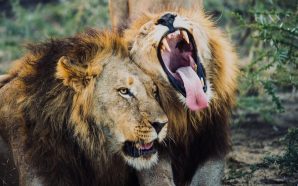 Rwanda: the return of the king